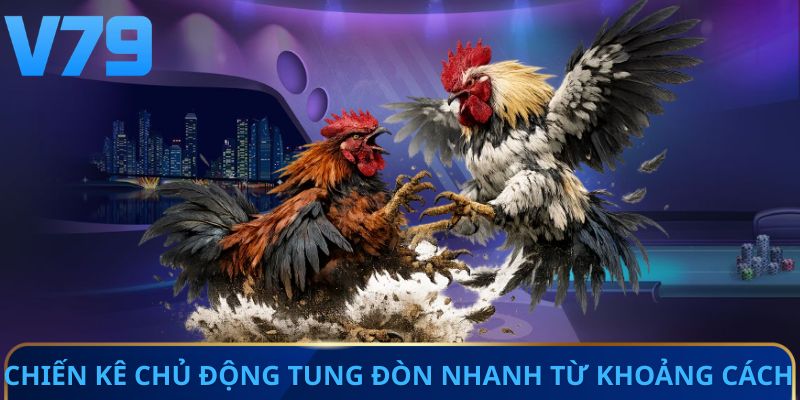 Chiến kê chủ động tung đòn nhanh từ khoảng cách 