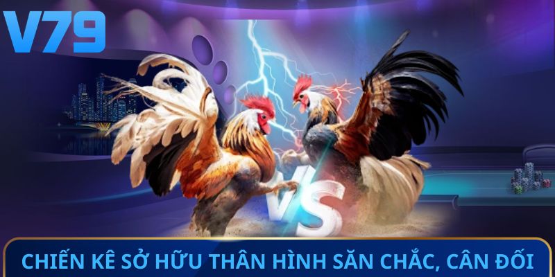 Chiến kê sở hữu thân hình săn chắc, cân đối