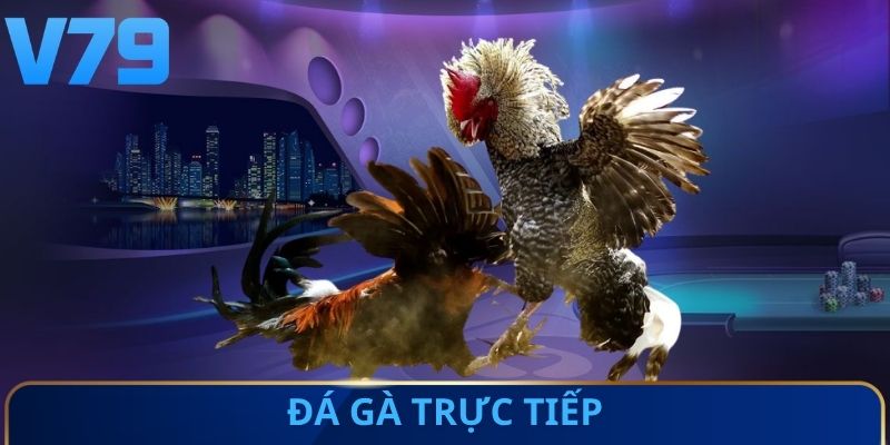 Đá gà trực tiếp