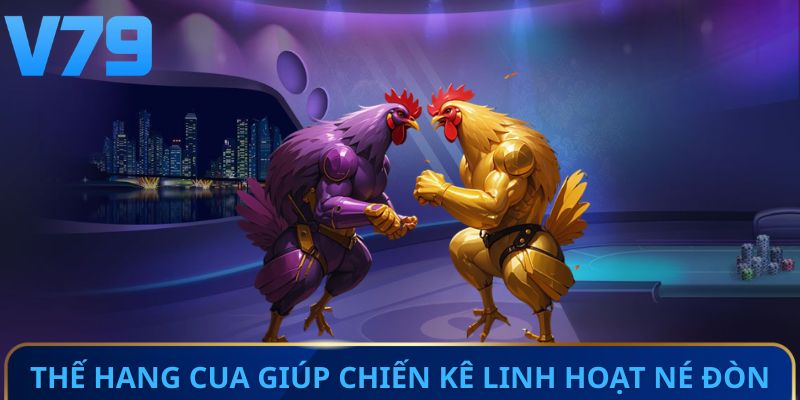 Thế hang cua giúp chiến kê linh hoạt né đòn