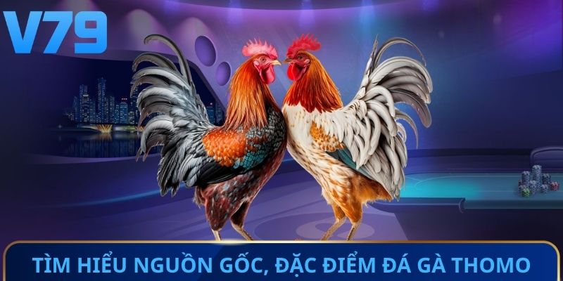 Tìm hiểu nguồn gốc cùng đặc điểm đá gà Thomo